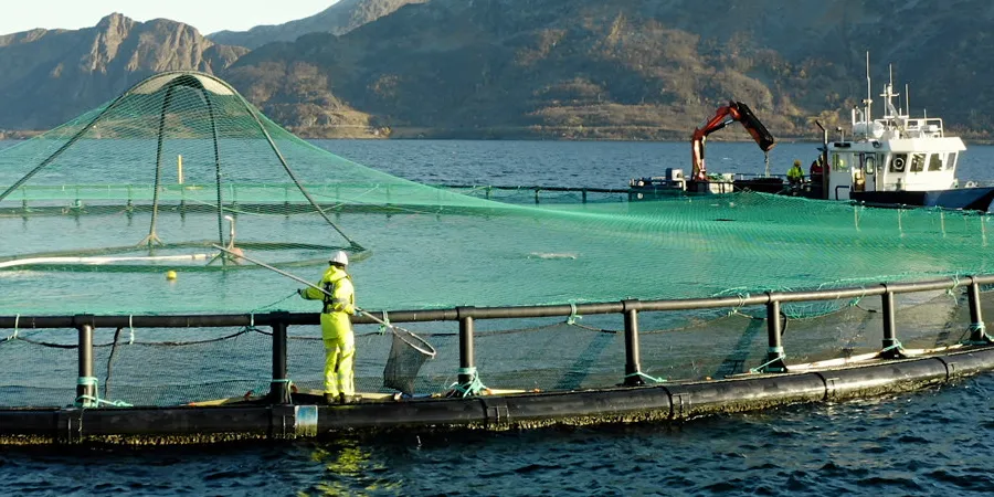 Despite improvements in fish health and survival over the last few years on its Shetland farms, CEO Andreas Kvame said it is time to prioritize with the COVID-19 pandemic severely impacted all of the company's markets.