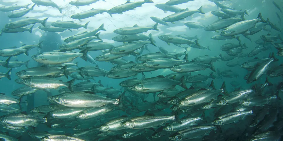 New study shows economic toll of closing US West Coast salmon fisheries