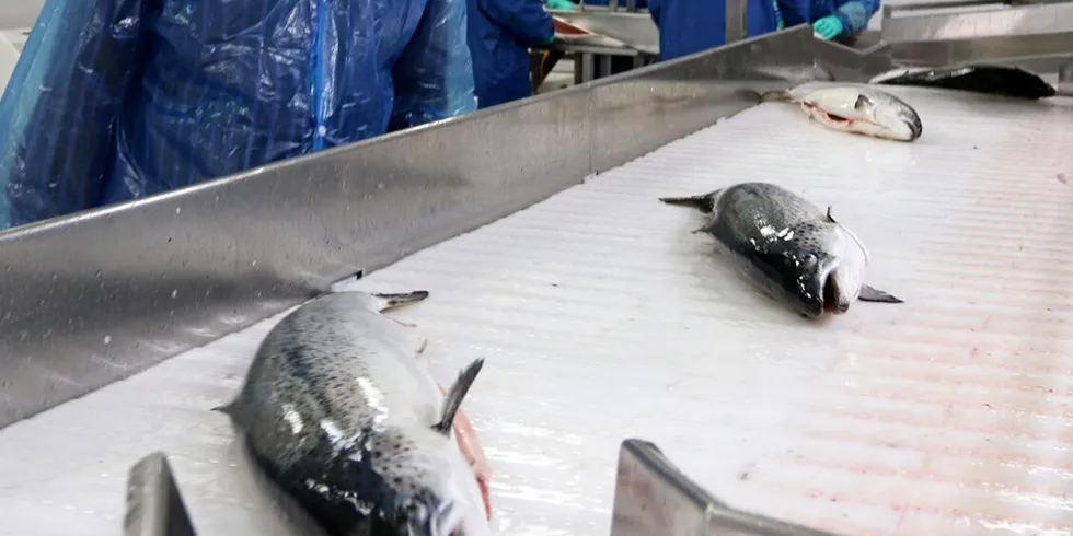 One Norwegian exporter called the price level "completely wild", reporting a sharp rise in producer prices.