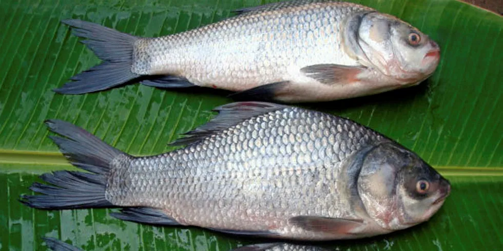 The commercially important katla fish is one of the species farmed in the integrated livestock/agriculture model.