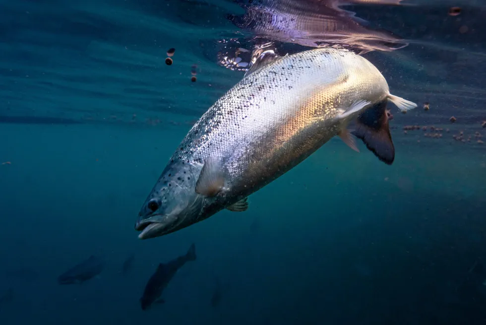 Catch up on five days of discussions at the IntraFish International Salmon Week event, plus stories from every major salmon-producing region of the world.