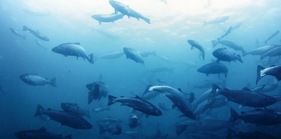 Farmed salmon at Mowi Canada East's operation were lost to a suspected low oxygen-related die-off.