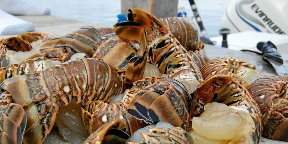 Spiny Lobster.