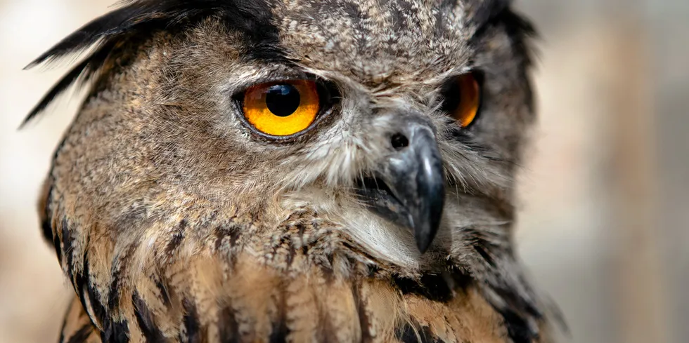 Two studies concerning owls both found they flew five kilometres away from turbines to resettle.