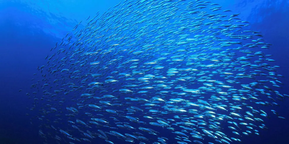 The study found 16 out of 23 commercial stocks shifted due to climate change.