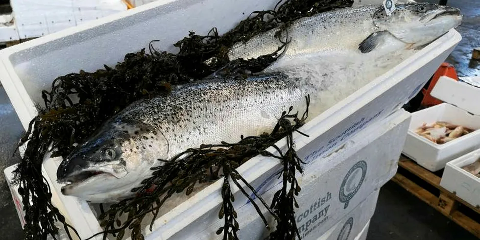 Scottish salmon -- the UK's biggest food export.