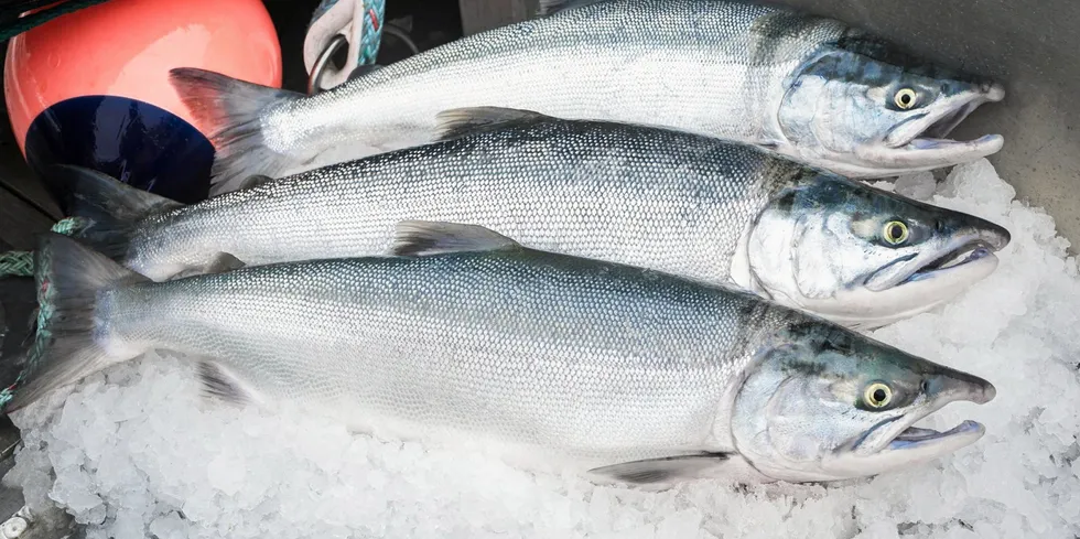 . Bristol Bay sockeye salmon on ice.