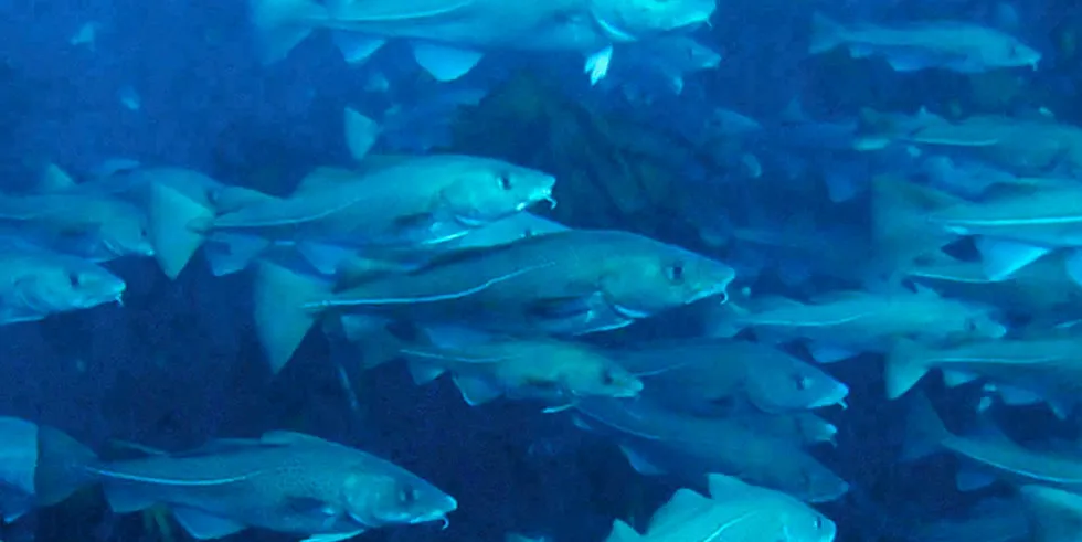 “This is an important breakthrough for the entire cod farming community" Ode CEO Ola Kvalheim said.