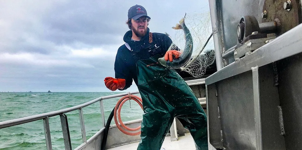 A crewman aboard the Sea Falcon in Bristol Bay hauls in a sockeye salmon. A new University of Washington forecast calls for a record run in 2022.