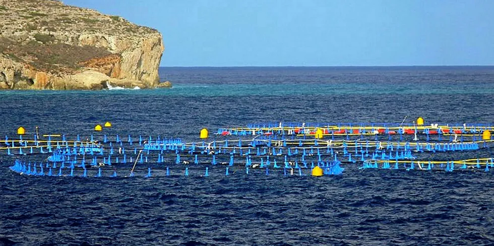 Maltese authorities extend offshore tuna farm