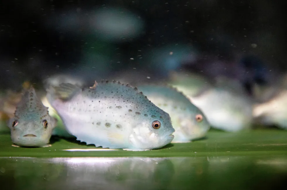 Cleaner fish have been hailed as an eco-friendly lice treatment, but Norway's salmon industry has gradually moved away from their use.