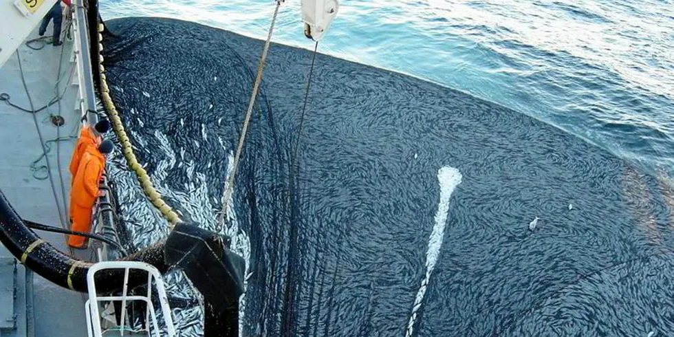Negotiations on a new overall mackerel quota for 2024 will start again in the fall.