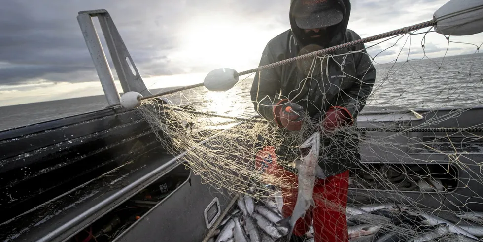A deckhand picks sockeye out of a gillnet in Bristol Bay.