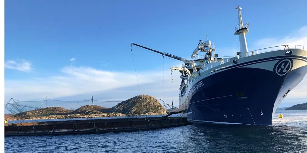 Floating Norwegian processing factory Norwegian Gannet will help remove fish from Arctic Fish's cages as quickly as possible.