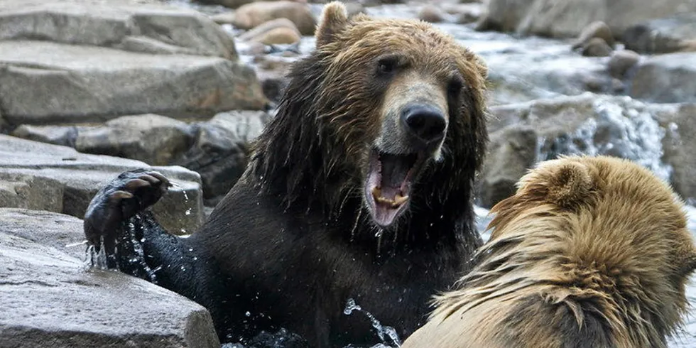 The most iconic symbol of the state of Alaska is the grizzly bear. The Alaska Department of Fish & Game (ADF&G) commissioner did his best impression in an attack on the Marine Stewardship Council (MSC) this week.