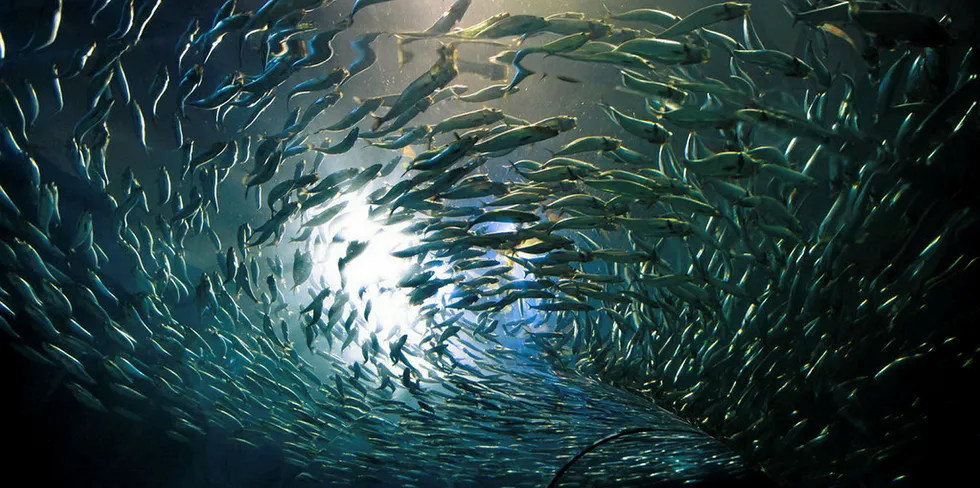 Photo: Kenny Louie/Flickr