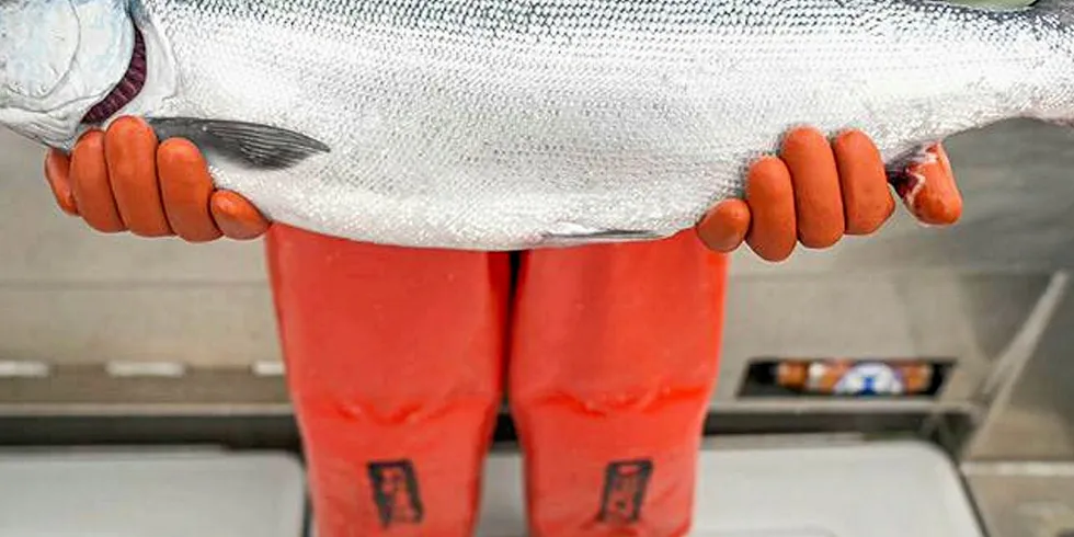 The recent Bristol Bay salmon surge has been impacted by an ongoing coronavirus pandemic in the United States.