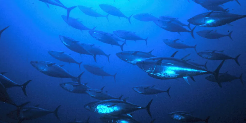 Bluefin tuna -- one of the world's most expensive seafood species.