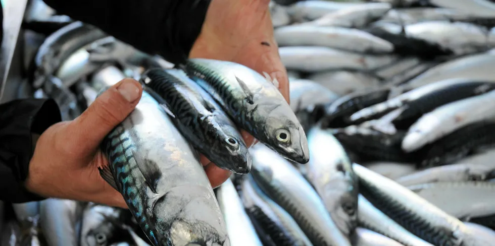 Northeast Atlantic mackerel's Marine Stewardship Council (MSC) certificate will remain suspended.