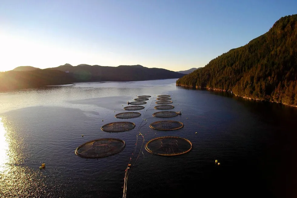 In September, Mowi Canada West, a division of the world's largest salmon farming company, asked a Canada appeals court to review a federal court decision backing the closure of the sites.