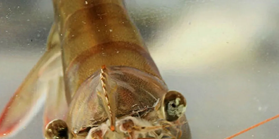 Ecuador hatchery investment approved.