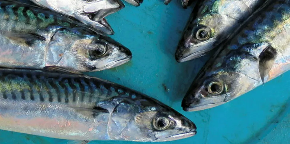 Mackerel.