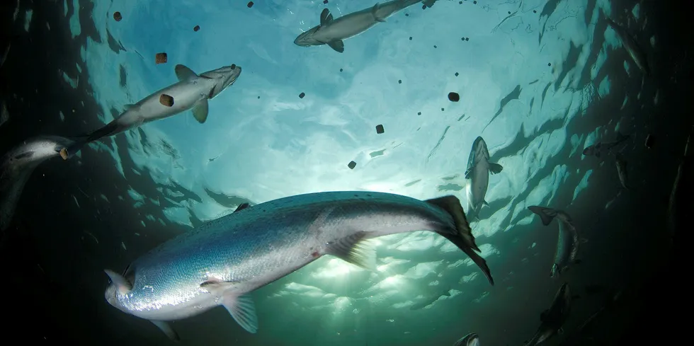 The future is bright. The future is salmon.