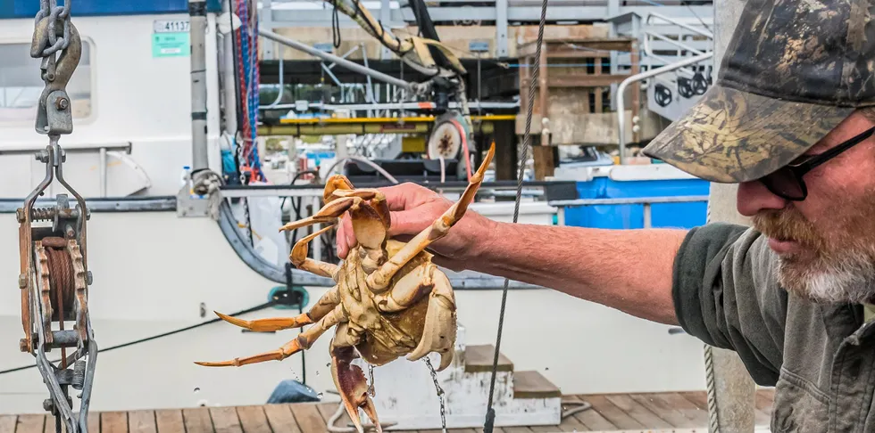 After a slight delay, fishermen along the US West Coast are heading out to catch Dungeness crab.