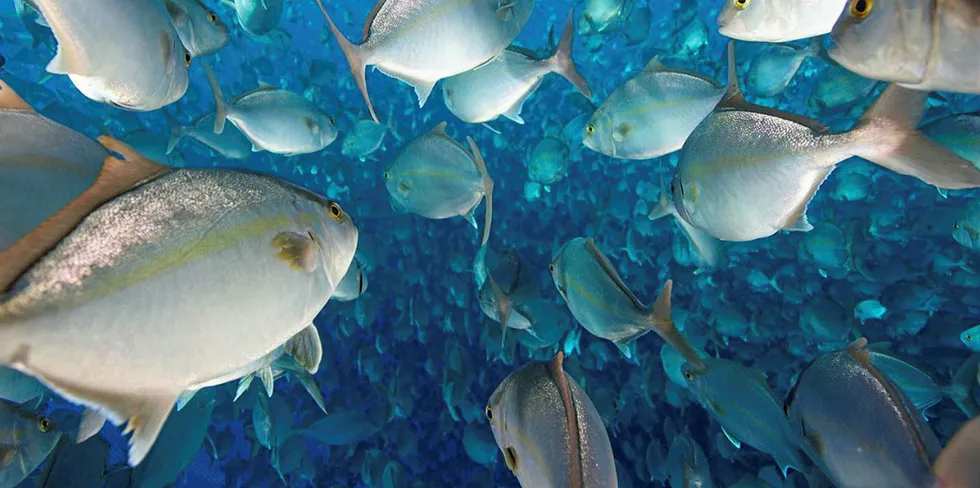 Kanpachi swim at Blue Ocean Mariculture's Hawaii farm.