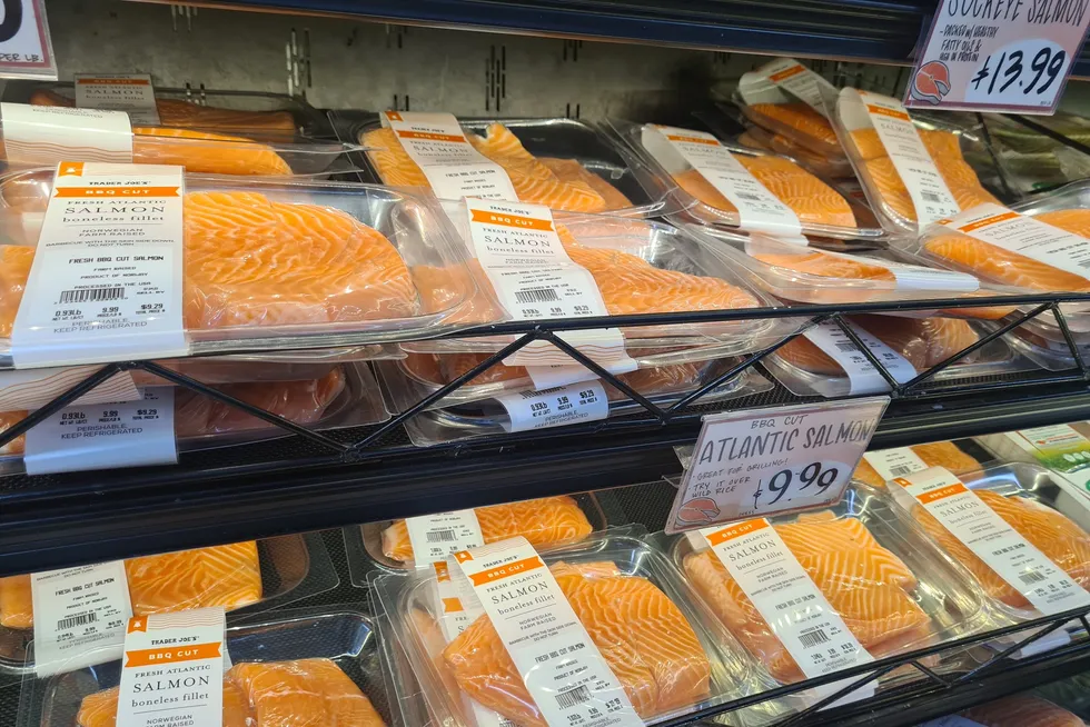 Salmon prices collapsing amid supply surge and tariff anxiety