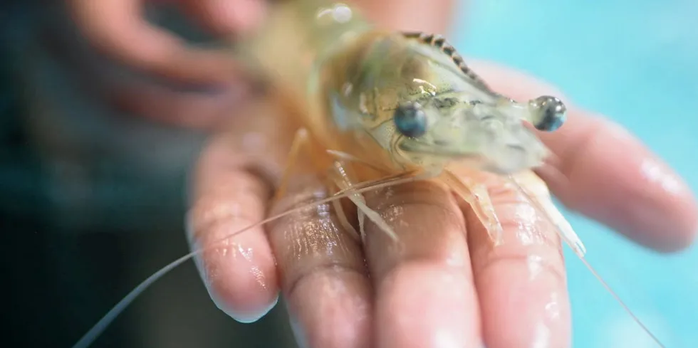 The US continued to import more Indian shrimp than from anywhere else in the first half of this year but its producers cannot rest on their laurels.