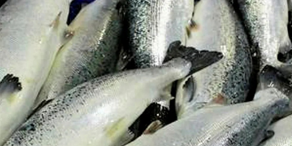 SalmoTerra due to build land based salmon far. SalmoTerra.