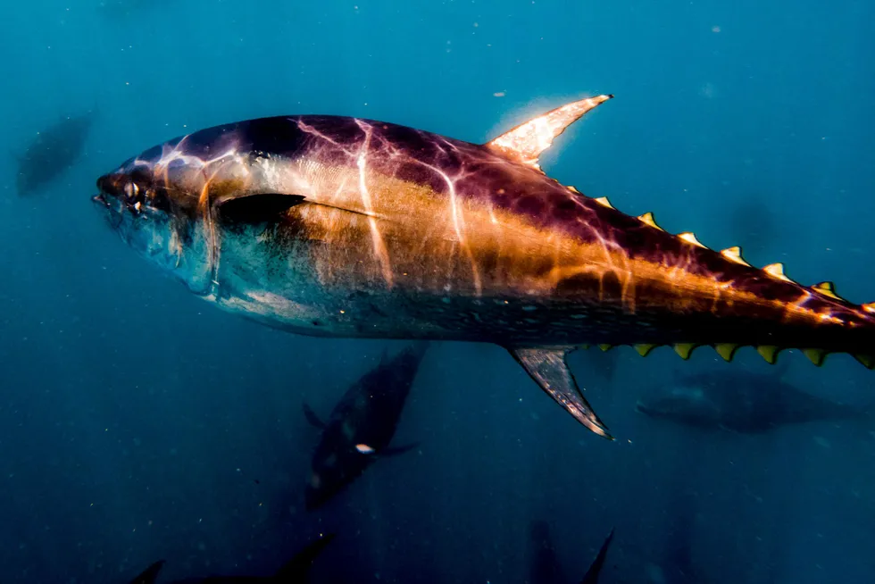 Namesake: Harbour's Tuna asset in the Indonesian offshore is ticking all the boxes
