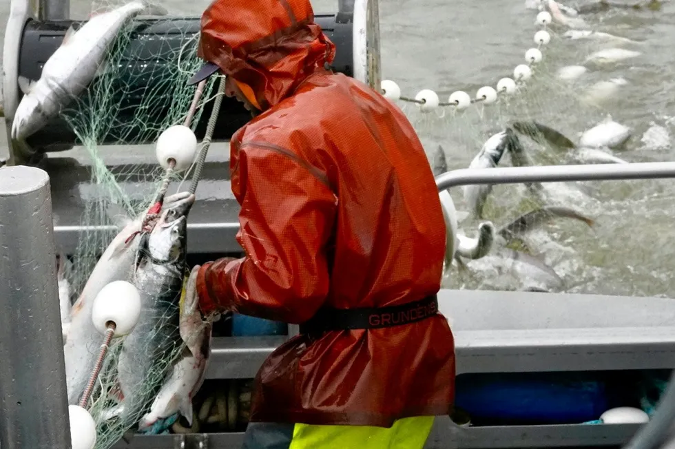 Average weight of Bristol Bay sockeye salmon hit record lows this year.