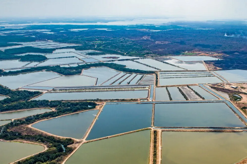Ecuador's shrimp sector is again running normally, but for how long?