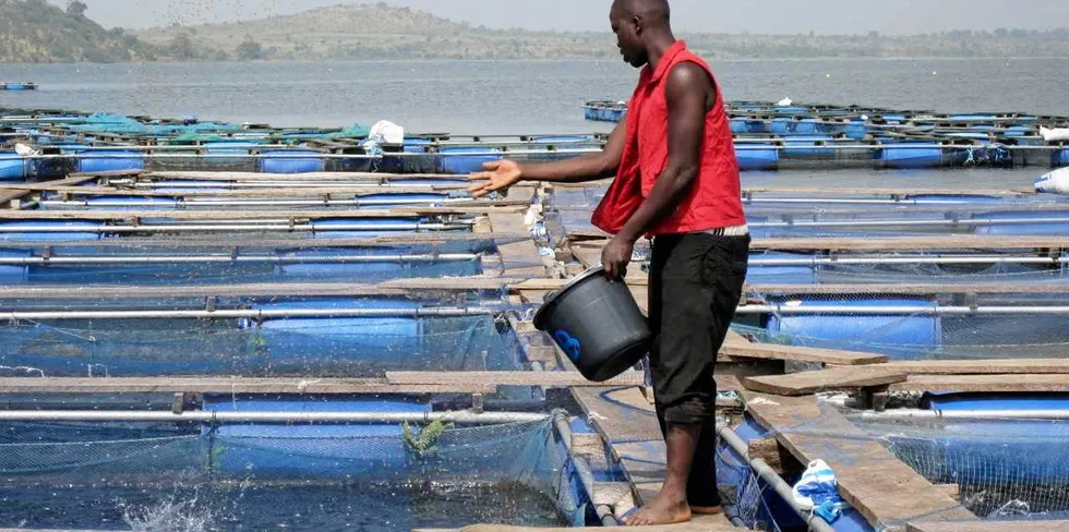 Skretting has been expanding its foothold in Nigeria but WorldFish's project is targeting small scale farmers.