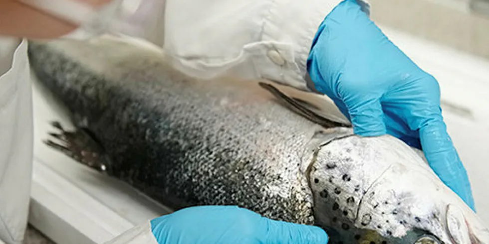 Scottish Sea Farms has been accused of salmon price-fixing along with other seafood giants.