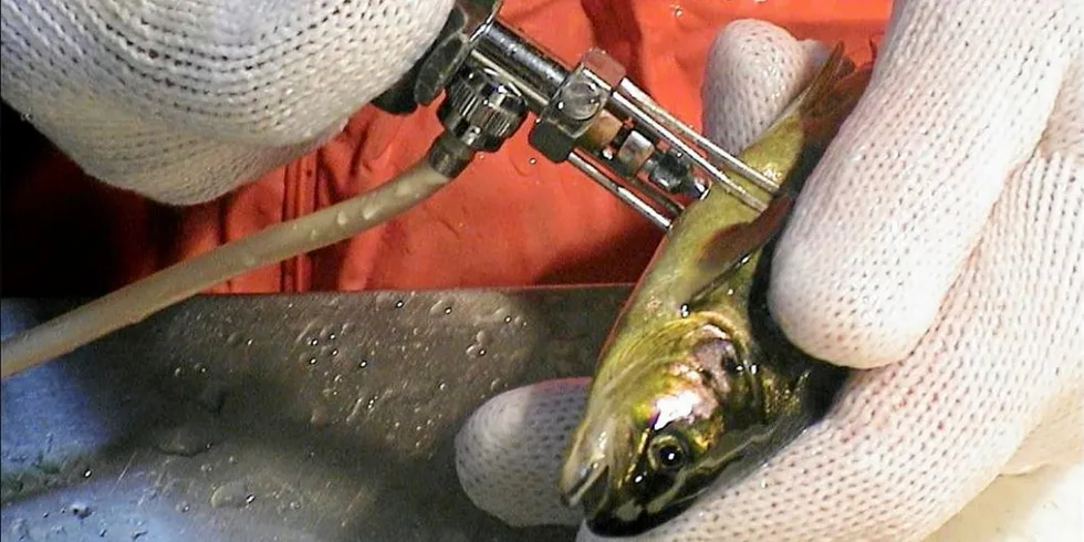 Record salmon farming deaths show just how much fish health investment is needed.