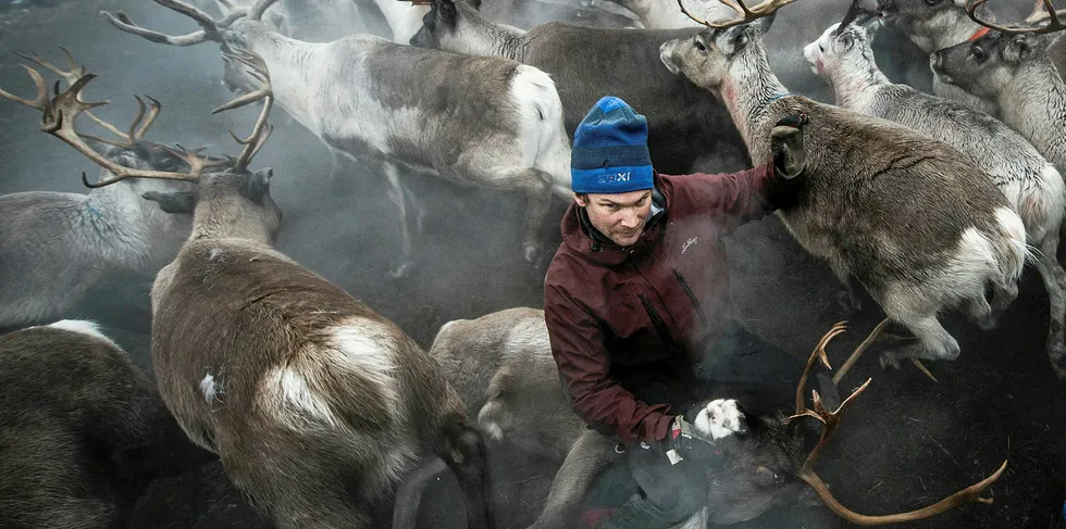 A Sami man from the Vilhelmina Norra Sameby, catches a reindeer during a gathering of his reindeers herd for selection and calf labelling.