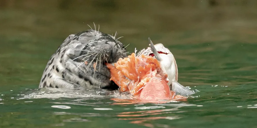 Seals have attacked a Cooke salmon farm in Maine.