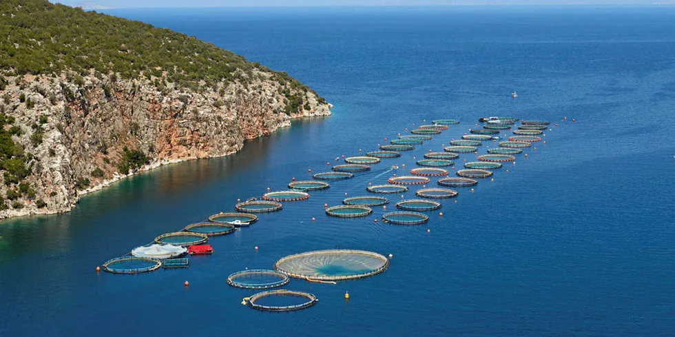 Greek seabass, seabream market still struggles from Turkish competition.