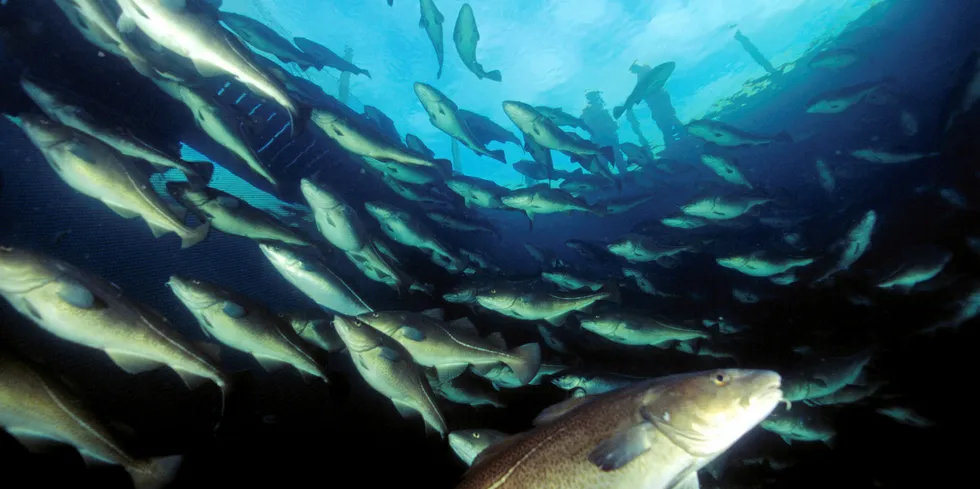 In the early and mid-2000s, more than 30 players farmed cod in Norway.