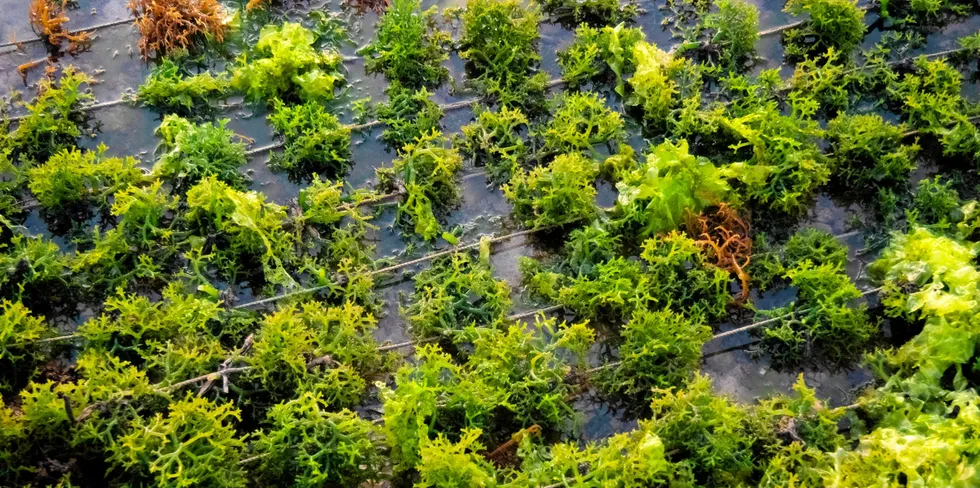 Seaweed is used in various products and could play a role in sucking in carbon.