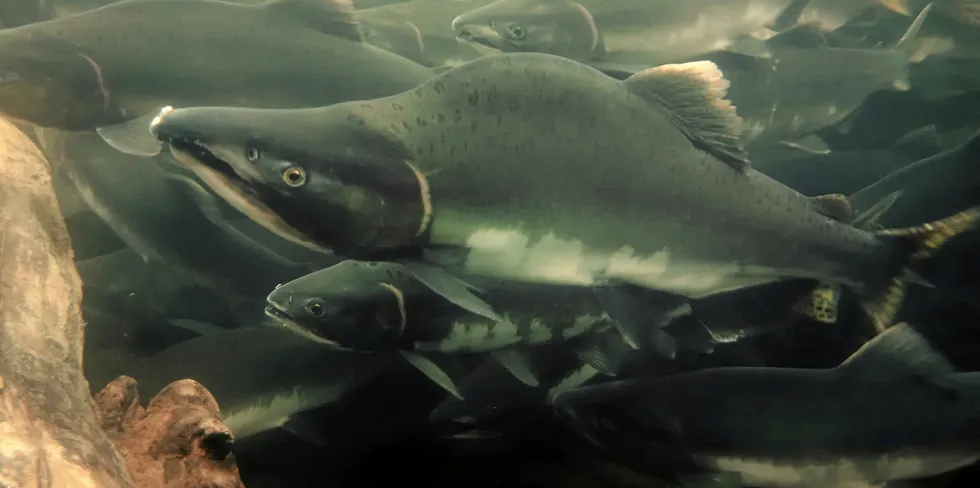 Russia's wild pink salmon -- the most abundant of the species caught in its waters -- are being harvested at far lower rates this year than initially projected.