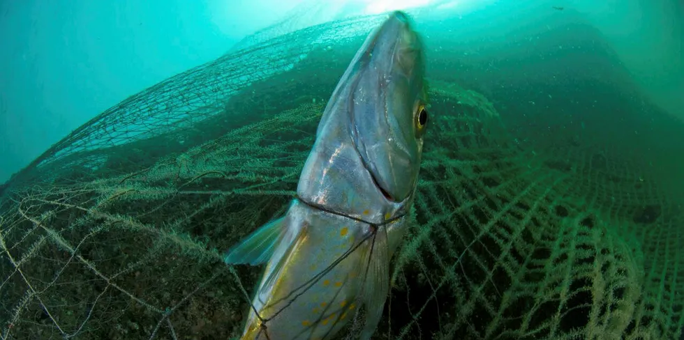 Young's Seafood, Sainsbury's partner to fund research on tackling ghost gear