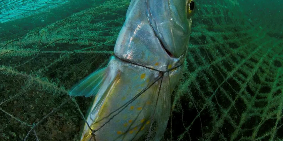 Ghost gear is a huge contributor to the world's ocean plastics problem.