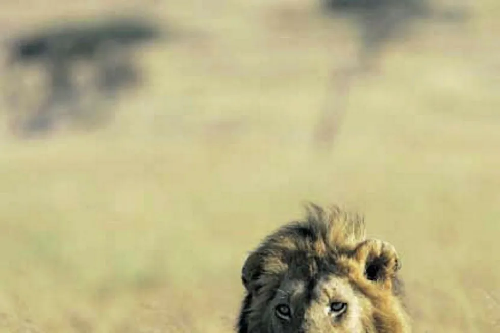 Portfolio assessment: Lion Energy is reassessing its portfolio amid a raft of board changes