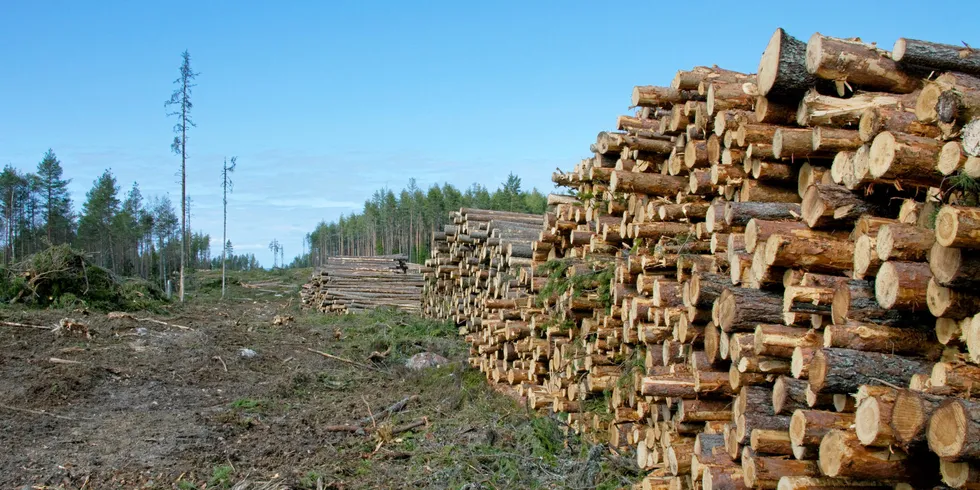 Logging in a pine forest in Sweden.