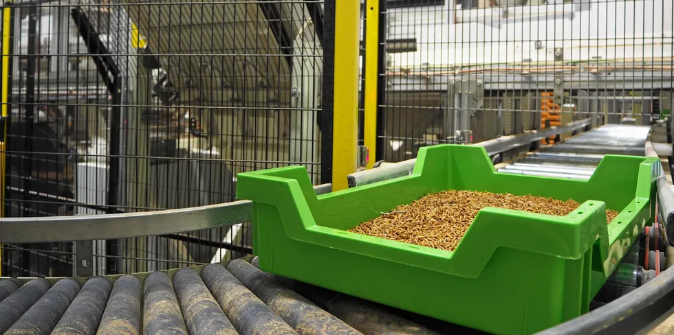 Ynsect insect protein makers are looking to vastly expand in North America.