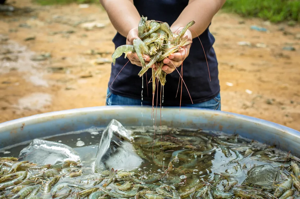 Eliminating eyestalk ablation requires the restructuring of some hatcheries, including building more tanks and keeping more female shrimp.